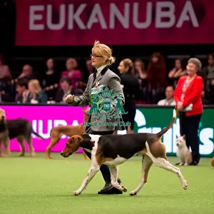 Hound Group judging