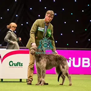 Hound Group judging