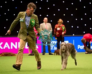 Hound Group judging