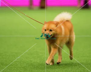 Crufts 2016