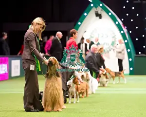 Hound Group judging