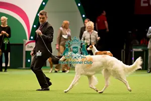 Hound Group judging