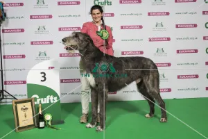 Hound Group Winner 3rd Place