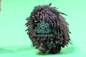 Hungarian Puli Prints: Hungarian Puli