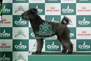 Thursday Prints: Hungarian Pumi Best of Breed Crufts 2026
