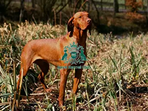 Hungarian Vizsla