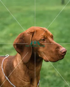 Hungarian Vizsla