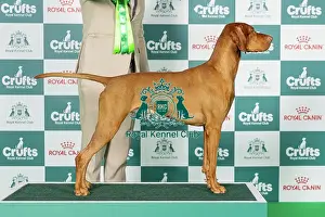 Sunday Prints: Hungarian Vizsla Best of Breed Crufts 2026