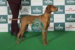 Hungarian Vizsla BOB