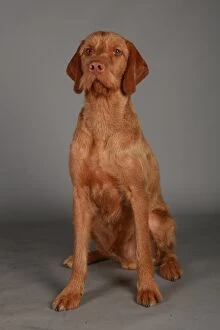 hungarian wirehaired vizsla