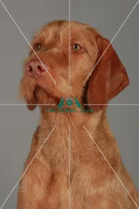 Hungarian Wirehaired Vizsla