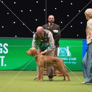 Hungarian Wirehaired Vizsla