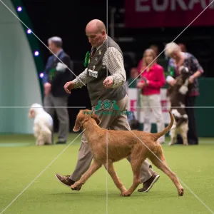 Hungarian Wirehaired Vizsla