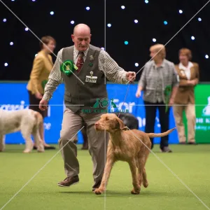 Hungarian Wirehaired Vizsla