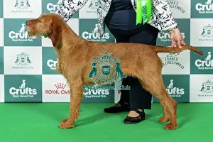 Sunday Prints: Hungarian Wirehaired Vizsla Best of Breed Crufts 2026