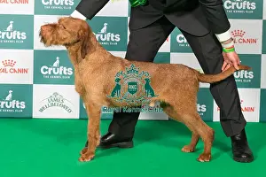 Hungarian Wirehaired Vizsla Prints: Hungarian Wirehaired Vizsla BOB