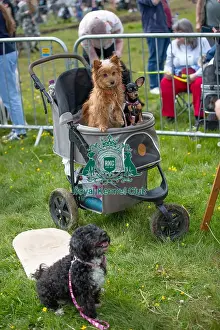 Chelmsford Prints: Hylands Park 5th May 2024 Scruffts Family Crossbreed Competition