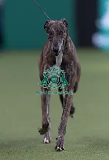 Crufts 2026 Junior Warrant Prints: Hyper, a Greyhound, competing in the Junior Warrant Final today (05)