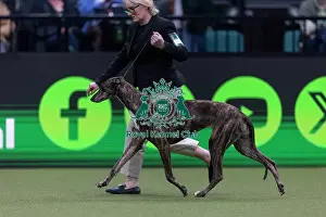 Crufts 2026 Junior Warrant Prints: Hyper, a Greyhound, competing in the Junior Warrant Final today (05)