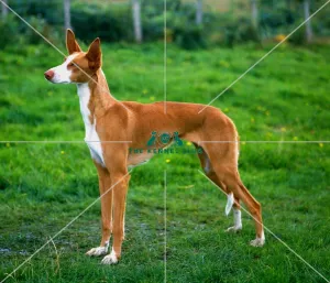 Ibizan Hound
