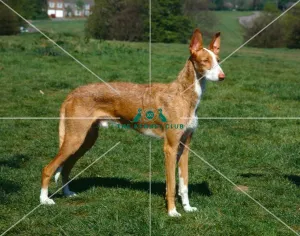Ibizan Hound