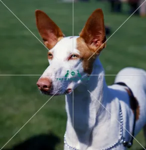 Ibizan Hound