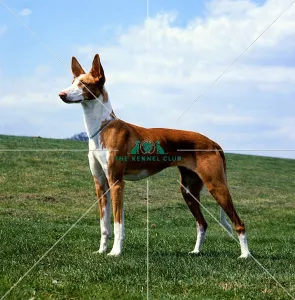 Ibizan Hound