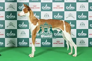 Hound Group Prints: Ibizan Hound Best of Breed Crufts 2026