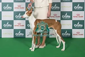 Ibizan Hound Prints: Ibizan Hound BOB