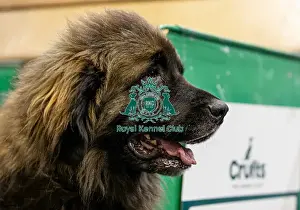 Leonberger Prints: Indy, a Leonberger, today (Sunday 09)