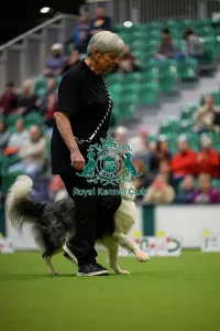 Crufts 2026 Rally Prints: Inter-Regional Rally Competition today (05)