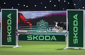 Crufts 2026 Agility Prints: Intermediate Agility Jumping Winner - Crufts 2026 Intermediate Agility Jumping Winner - Crufts 2026