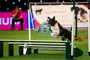 International Invitation - Large - Jumping