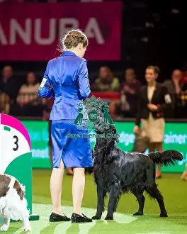 International Junior Handling Competition