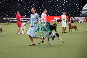 German Shorthaired Pointer Prints: International Junior Handling Competition