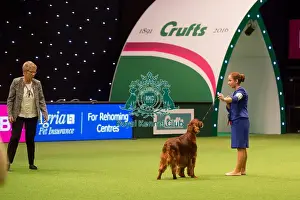 International Junior Handling Competition winner