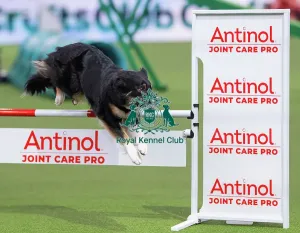 Crufts 2026 Agility Prints: International Junior Handling Final Winner - Crufts 2026 International Junior Handling Final Winner - Crufts 2026