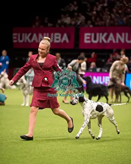 Best In Group Prints: International Junior Handling, Pascale Sperling from New Zealand with a Pointer