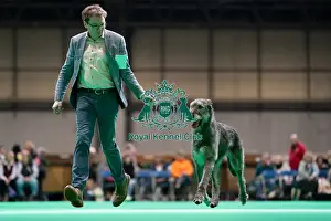 Irish Wolfhound Prints: IR CH Gulliagh Piaf, a Irish Wolfhound