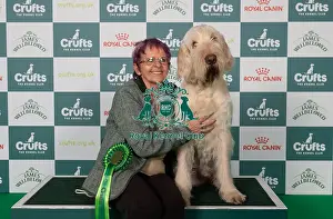 Italian Spinone Prints: Irene Glen from Biggar with Bill