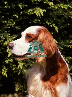 Head Prints: Irish Red and White Setter