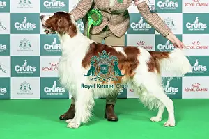 Sunday Prints: Irish Red and White Setter Best of Breed Crufts 2026