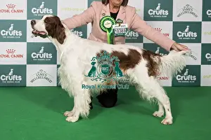 Irish Red and White Setter BOB