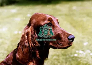 Irish Setter