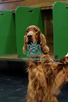 Portrait Prints: Irish Setter