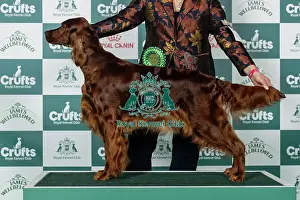 Sunday Prints: Irish Setter Best of Breed Crufts 2026