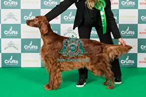 Saturday 8th March 2025 Prints: Irish Setter BOB