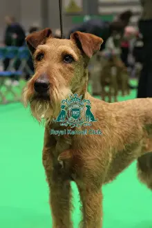 Portrait Prints: Irish Terrier
