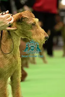 Portrait Prints: Irish Terrier