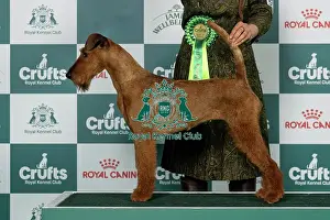Friday Prints: Irish Terrier Best of Breed Crufts 2026